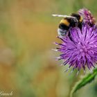 Distel mit Hummel I