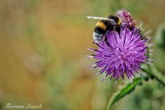 Distel mit Hummel I