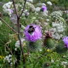 Distel mit Hummelbesuch