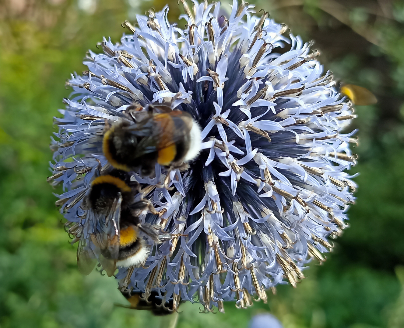 Distel mit Hummeln