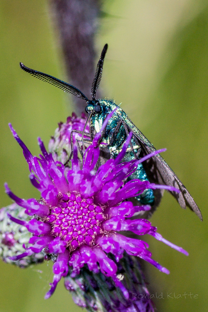 Distel mit Insekt