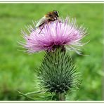 Distel mit Insekt