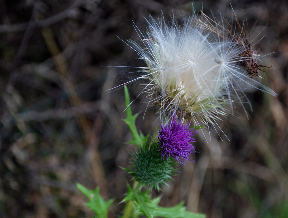 Distel mit Kopfschmuck