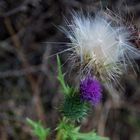 Distel mit Kopfschmuck