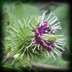 Distel mit Krabbeltier