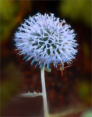 Distel mit lustigem Besuch  