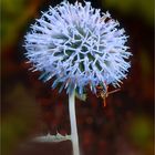 Distel mit lustigem Besuch  