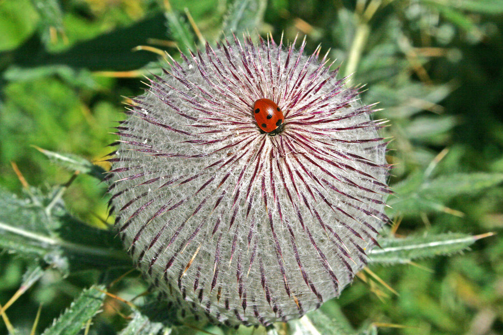 Distel mit Marienkäfer am Schneeberg