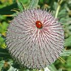 Distel mit Marienkäfer am Schneeberg