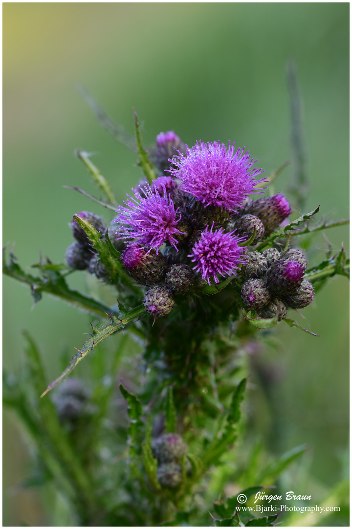 Distel mit Morgentau