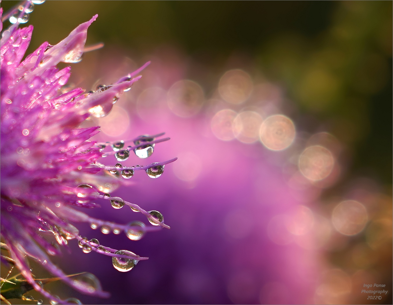 - Distel mit Morgentau -