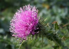 distel mit morgentau