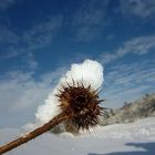 Distel mit Mützchen