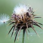 Distel mit Nachwuchs