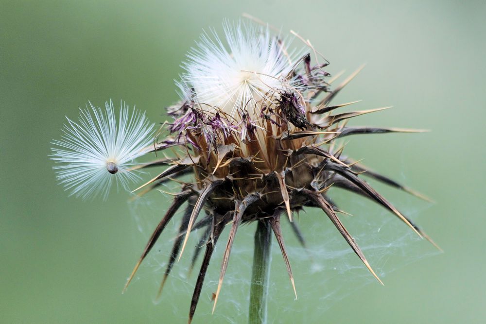 Distel mit Nachwuchs