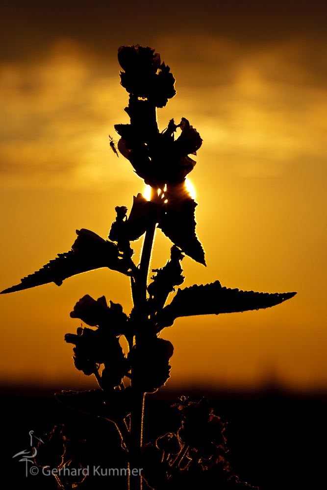 Distel mit Quälgeist