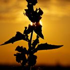 Distel mit Quälgeist