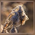  Distel mit Raureif