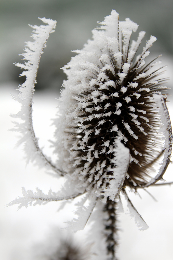 Distel mit Raureif