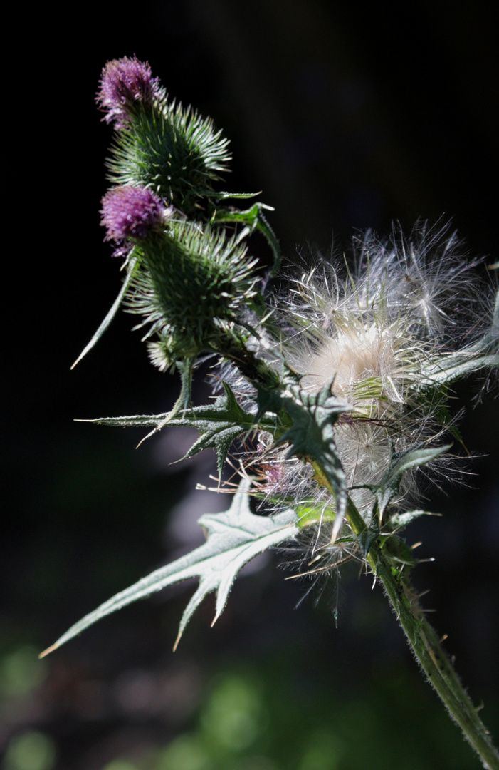 Distel mit Samenstand