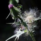 Distel mit Samenstand