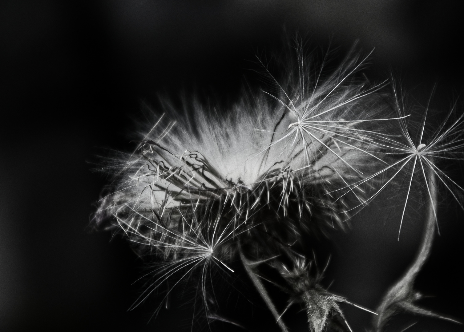 Distel mit Samenstand