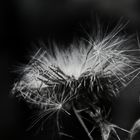 Distel mit Samenstand