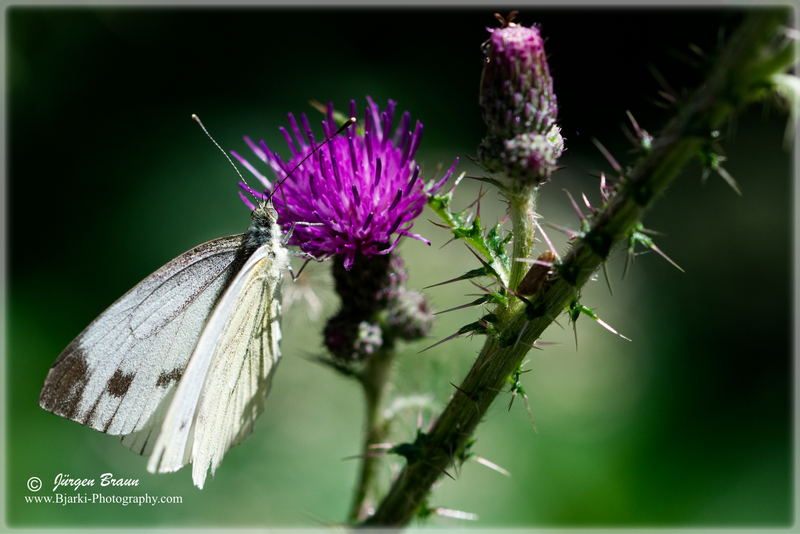 Distel mit Schmetterling