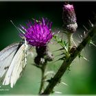 Distel mit Schmetterling