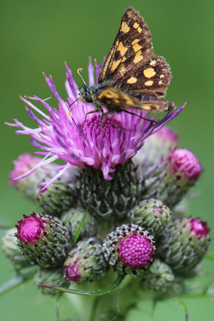 Distel mit Schmetterling