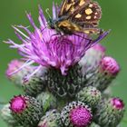 Distel mit Schmetterling