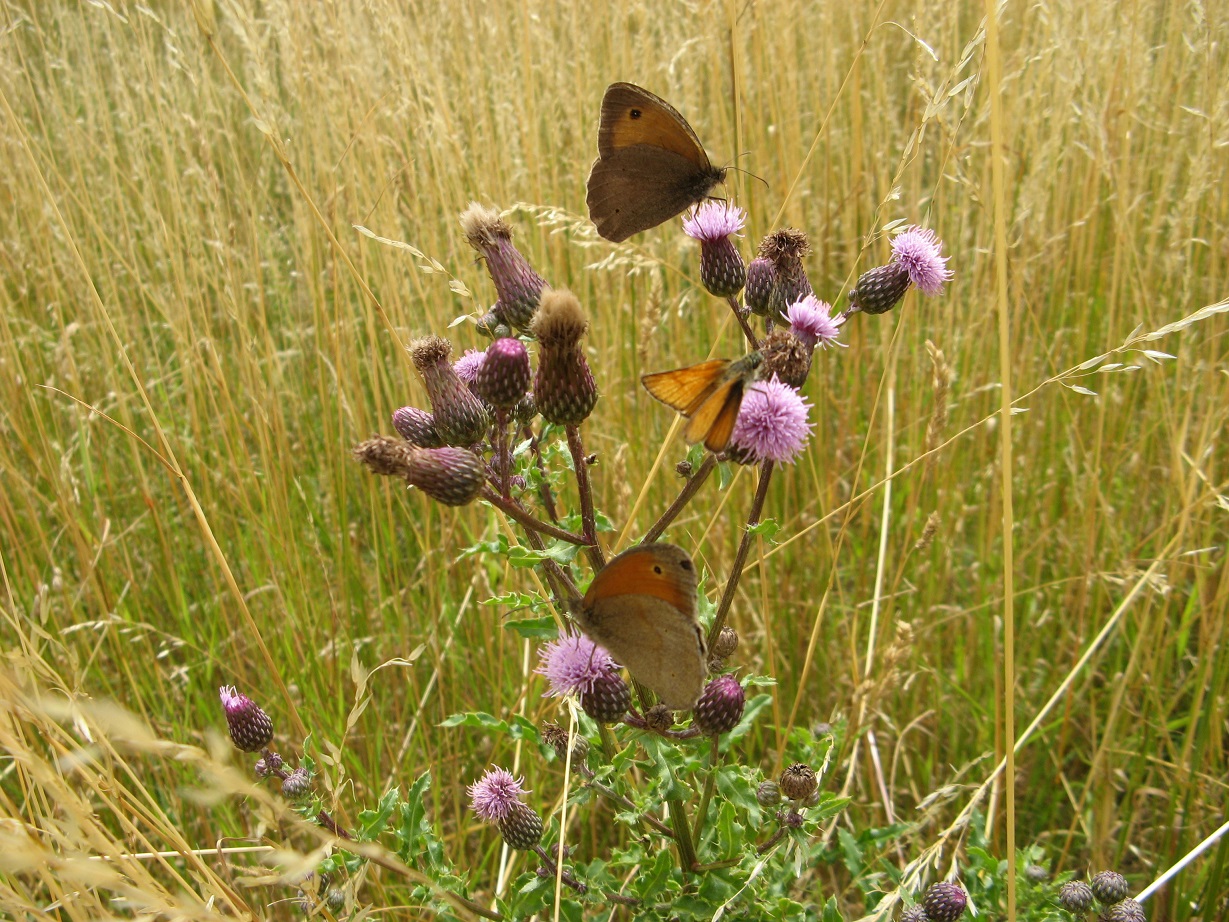 Distel mit Schmuck