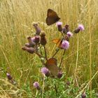 Distel mit Schmuck