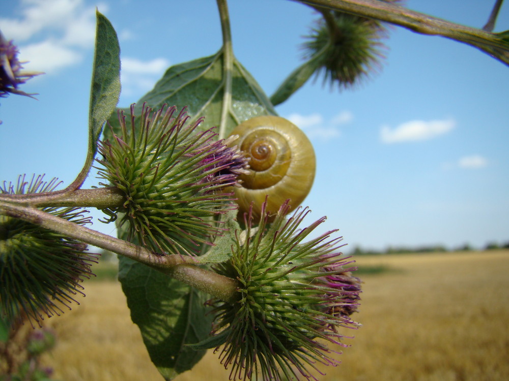 Distel mit Schnecke