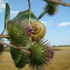 Distel mit Schnecke