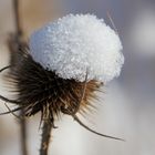 Distel mit (Schnee) Kopfbedeckung