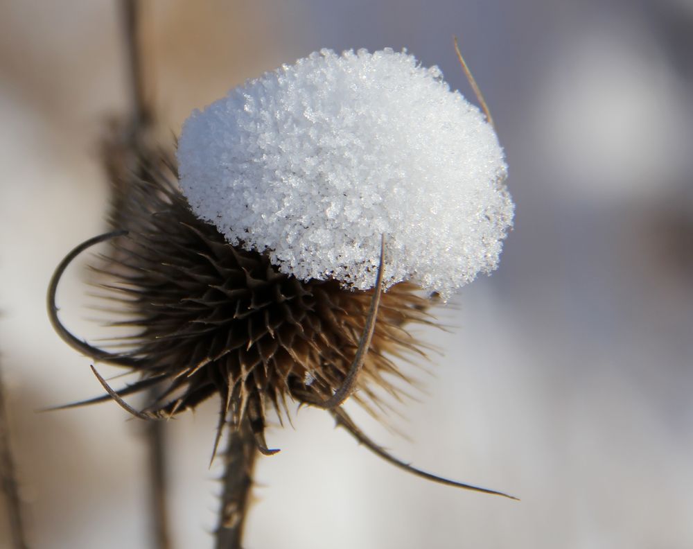 Distel mit (Schnee) Kopfbedeckung