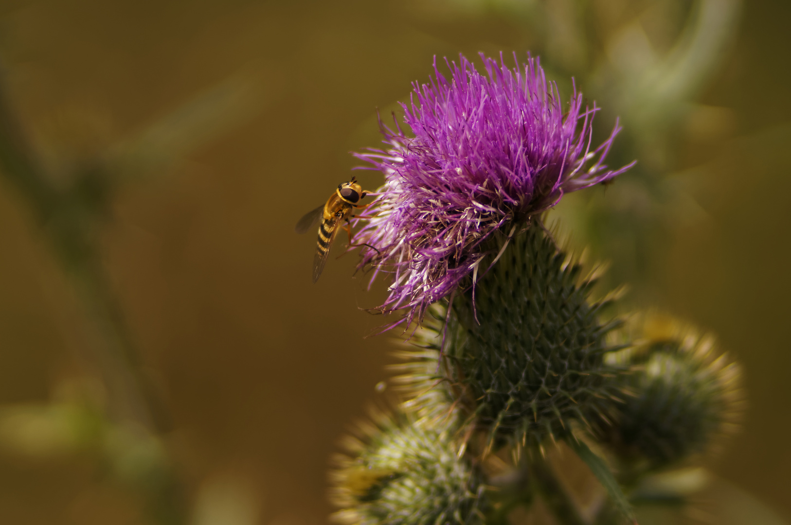 Distel mit Schwebefliege