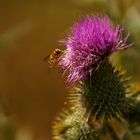 Distel mit Schwebefliege