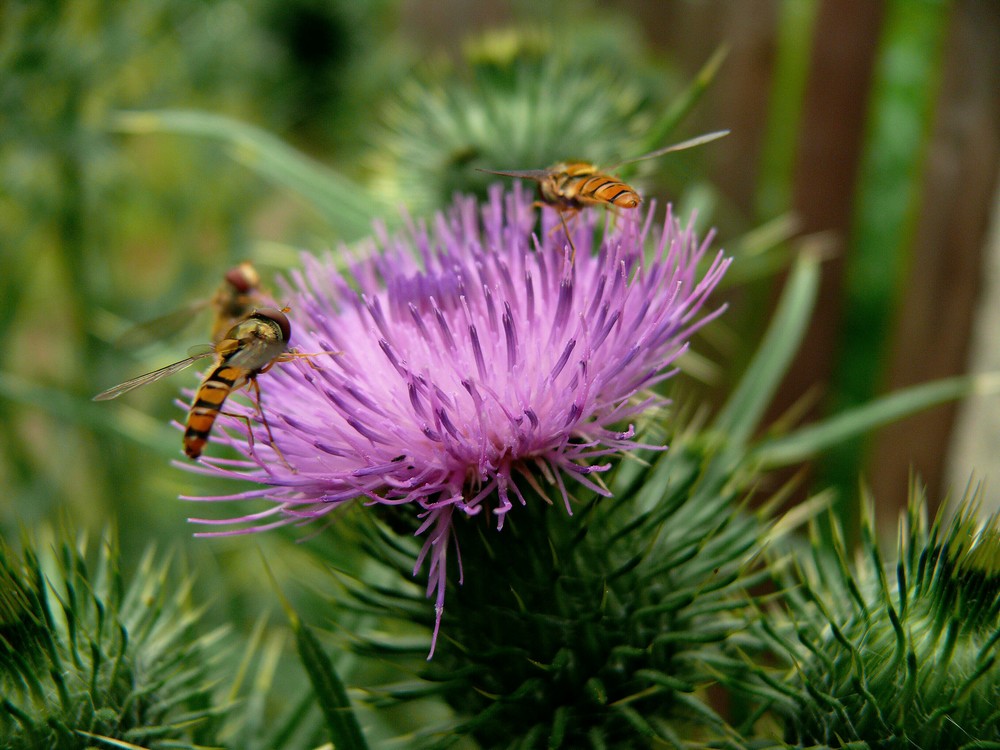 Distel mit Schwebewespen