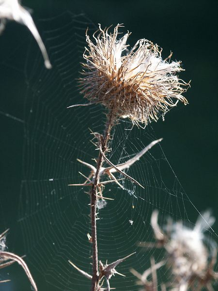 Distel mit Spinnengewebe