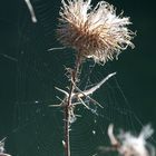 Distel mit Spinnengewebe