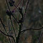Distel mit Spinnennetz auf einer Waldlichtung