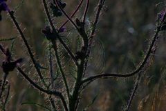 Distel mit Spinnennetz auf einer Waldlichtung