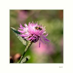 Distel mit Tierischem.....