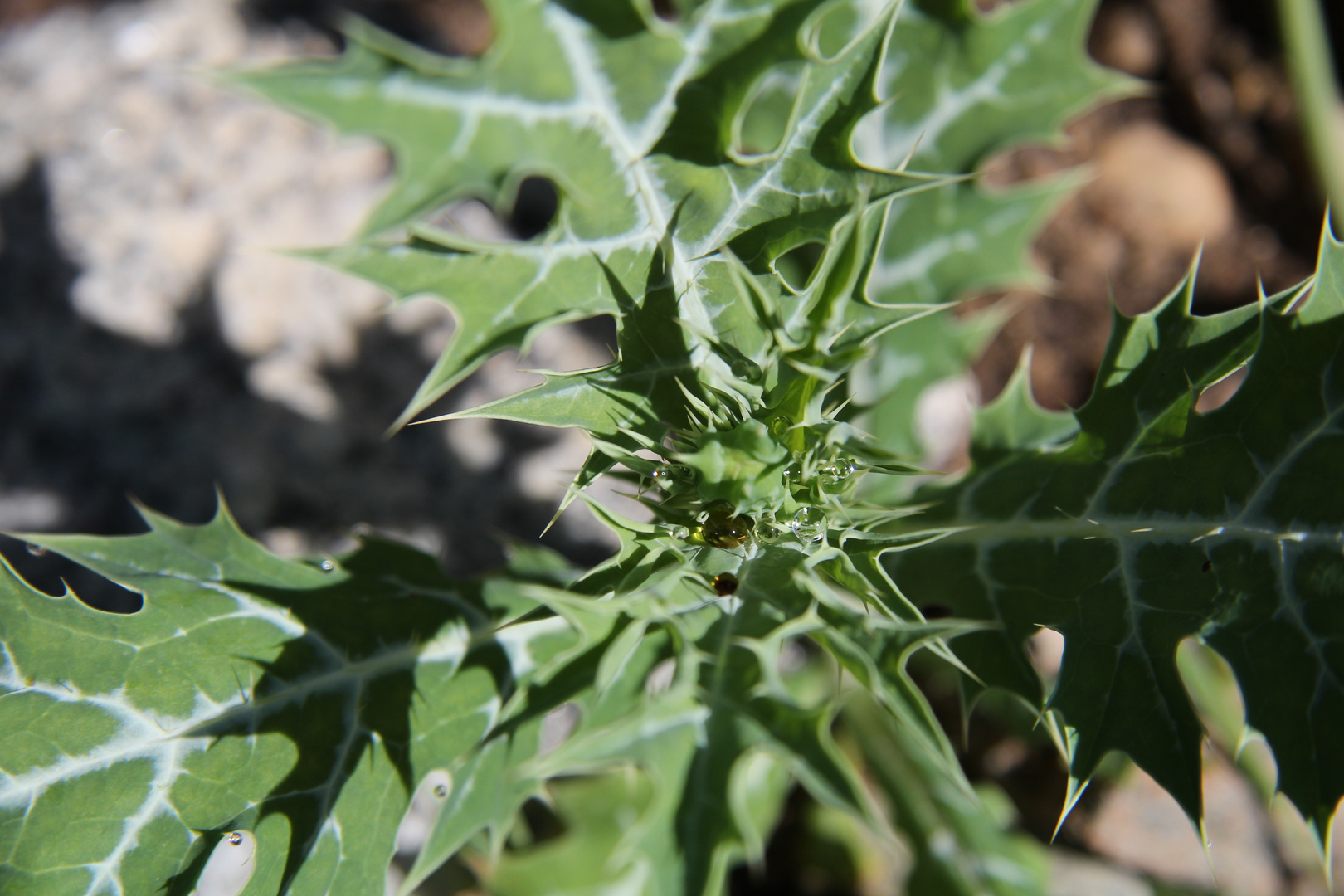 Distel mit Tropfen