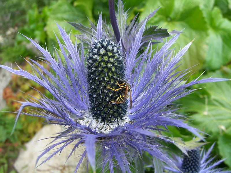 Distel mit Wespe