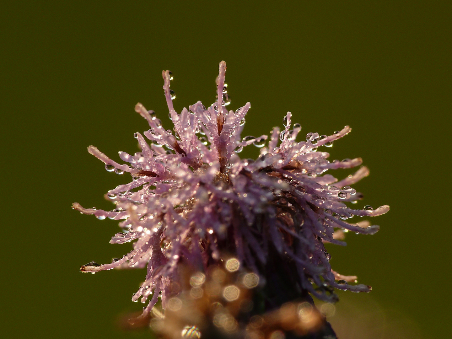 Distel Morgentau