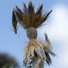 Distel nach der Blühte