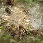 Distel nach der Blüte...